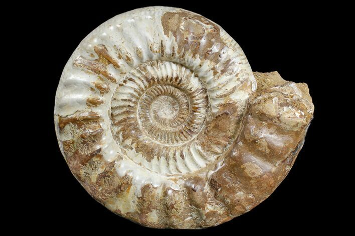 Large, Jurassic Ammonite Fossil - Madagascar #166002